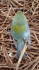 Setophaga americana