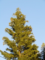 Pinus lambertiana