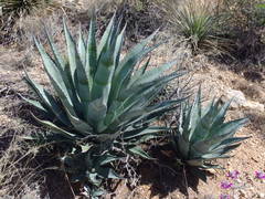 Agave palmeri