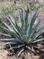 Agave palmeri