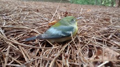Setophaga americana