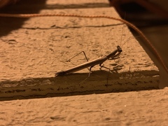 Litaneutria pacifica