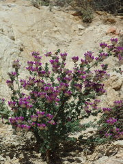 Dalea pulchra