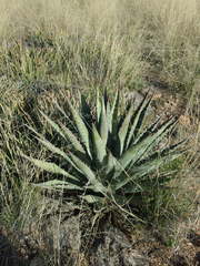 Agave palmeri