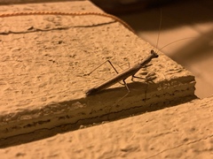 Litaneutria pacifica