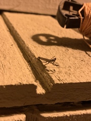 Litaneutria pacifica