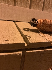 Litaneutria pacifica