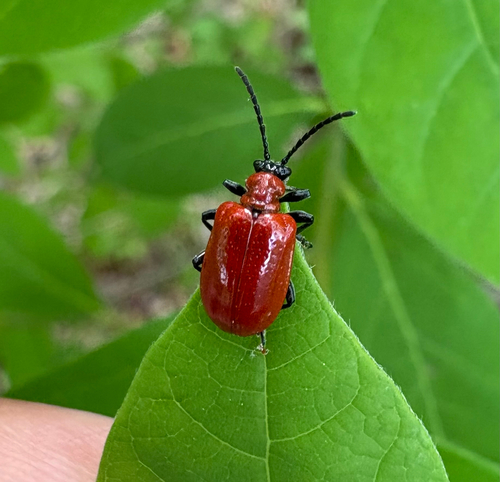 Lily leaf beetle