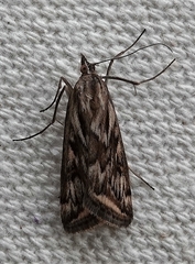 Loxostege cereralis