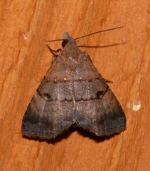 Image of Hormoschista latipalpis