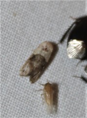 Eugnosta erigeronana
