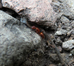Camponotus schaefferi