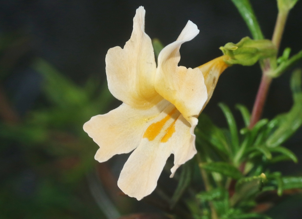 Diplacus × lompocensis