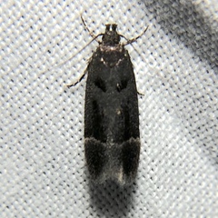 Pseudochelaria manzanitae