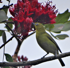 Zosterops virens virens