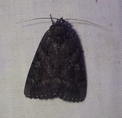 Catocala antinympha