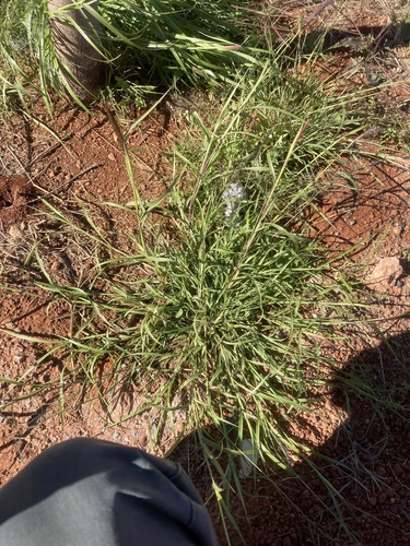 buffelgrass