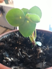Pilea peperomioides