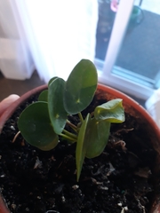Pilea peperomioides