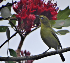 Zosterops virens virens