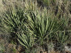 Agave schottii