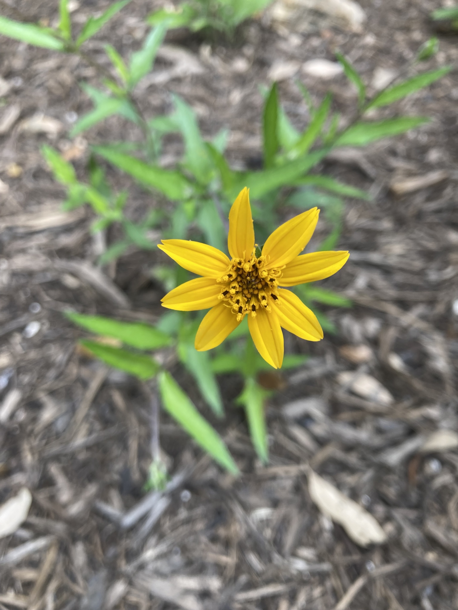 Wedelia acapulcensis var. hispida