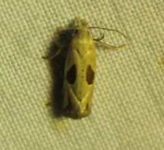 Eugnosta bimaculana