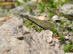 Argia tibialis