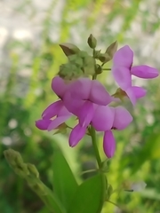 Desmodium canescens