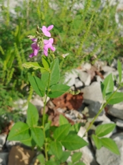 Desmodium canescens