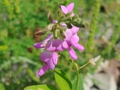 Desmodium canescens