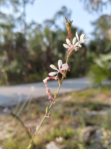 Image of Oenothera simulans by no rights reserved