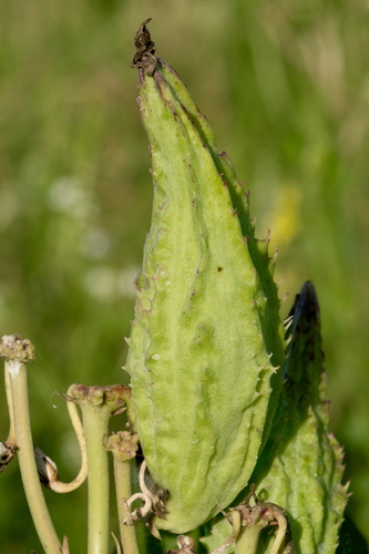Trojeść amerykańska (Asclepias syriaca)