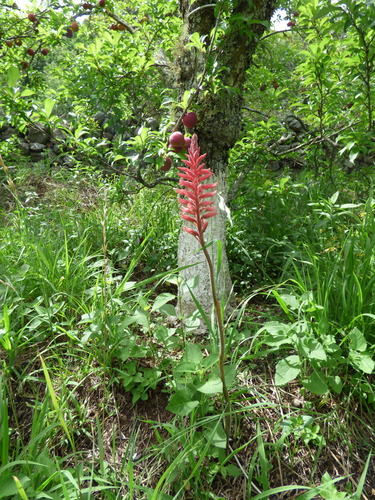 Image of Sacoila lanceolata by no rights reserved