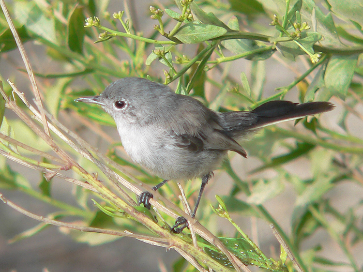 The Coastal California Gnatcatcher is a different bird