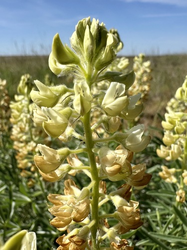 Lupinus sulphureus, photograph 4