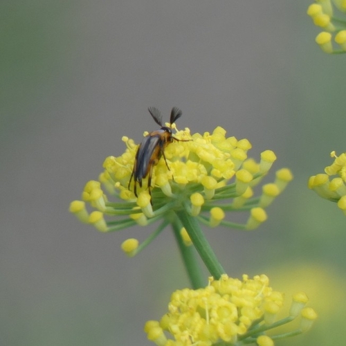 Bordered Wedge-shaped Beetle photo 6