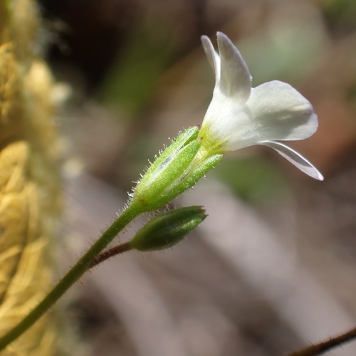 Image of Gilia angelensis by no rights reserved