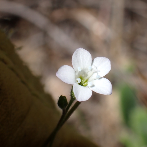 Image of Gilia angelensis by no rights reserved