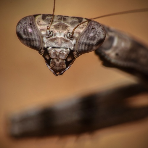 Carolina Mantis
