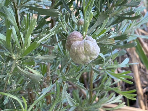 Unknown species found near Loop Rd, Moore, ID, US