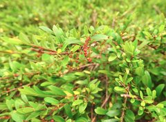Phyllanthus myrtifolius