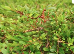 Phyllanthus myrtifolius