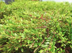 Phyllanthus myrtifolius