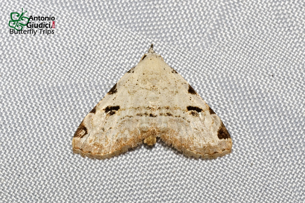 Chusaris bifasciata