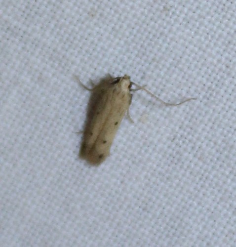 Genus Numata · iNaturalist