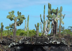 Galapagos Prickly Pear (Opuntia galapageia)
