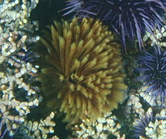 Eudistylia polymorpha