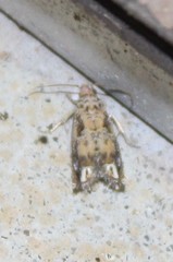 Epiblema abruptana