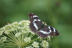 Argynnis sagana